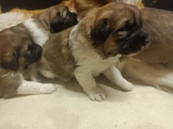 Český horský pes s PP