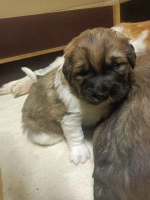 Český horský pes s PP