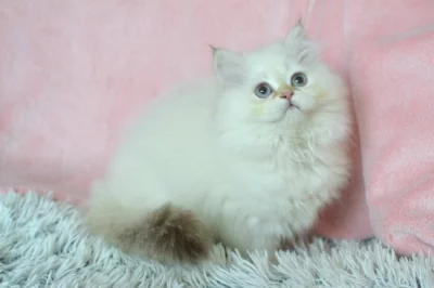 Britská kočička Salma s PP