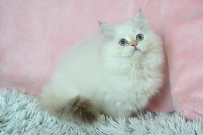 Britská kočička Salma s PP