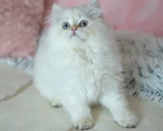 Britská kočička Salma s PP