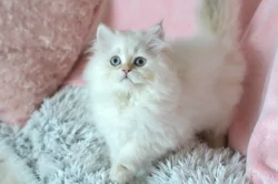 Britská kočička Salma s PP