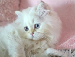 Britská kočička Salma s PP