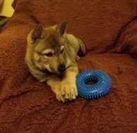 Československý vlčák s rodokmenem TOP spojení