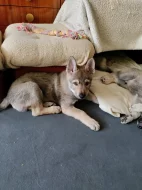 Československý vlčák s rodokmenem TOP spojení