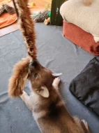 Československý vlčák s rodokmenem TOP spojení