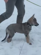 Československý vlčák s rodokmenem TOP spojení