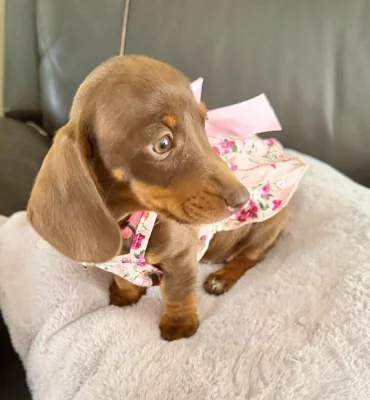 Prodám štěňátko Jezevčík, hladkosrstý fenečka.