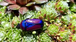 Nabídka larev na Faunatrhy Ostrava 15.2.2026