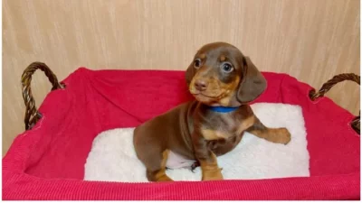 Jezevčík standard hladkosrstý