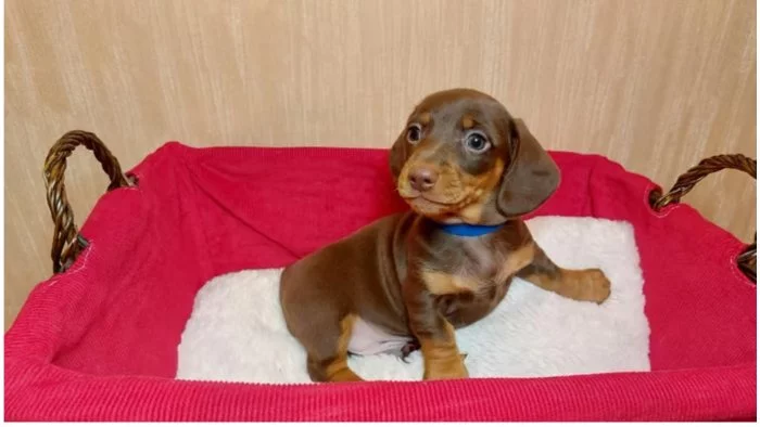 Jezevčík standard hladkosrstý