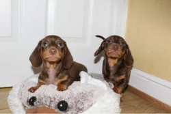 Jezevčík standard hladkosrstý