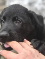 Německý ovčák štěňata s PP