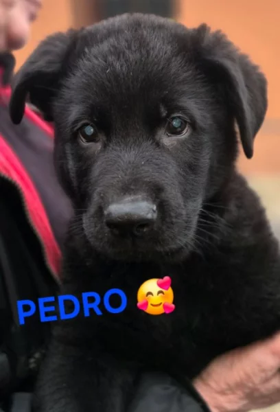 Německý ovčák štěňata s PP