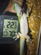 Felsuma Grandis prodám