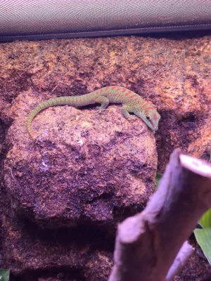 Prodám samici, samce Phelsuma Grandis