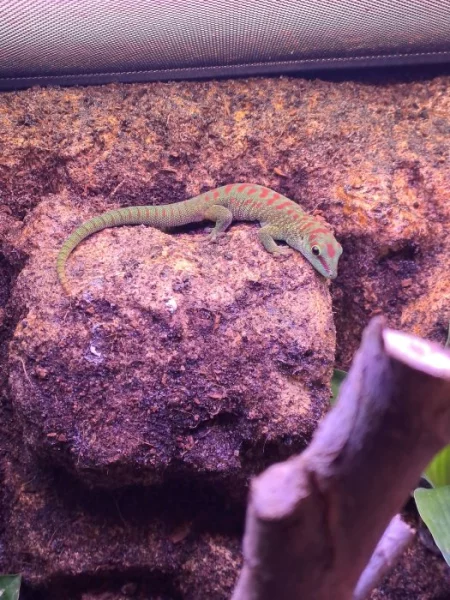 Prodám samici, samce Phelsuma Grandis