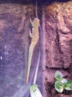 Prodám samici, samce Phelsuma Grandis