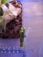 Prodám samici, samce Phelsuma Grandis