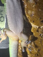 Felsuma Grandis prodám