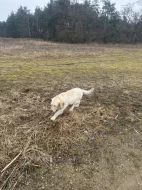 Daruji - Goldendoodle