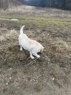 Daruji - Goldendoodle