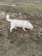 Daruji - Goldendoodle