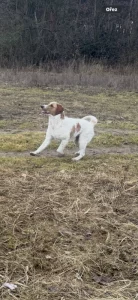 Daruji - Goldendoodle