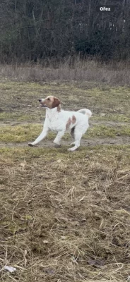 Daruji - Goldendoodle