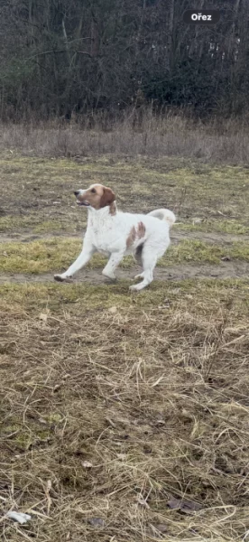Daruji - Goldendoodle