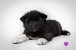 Americká Akita štěně s PP prodám