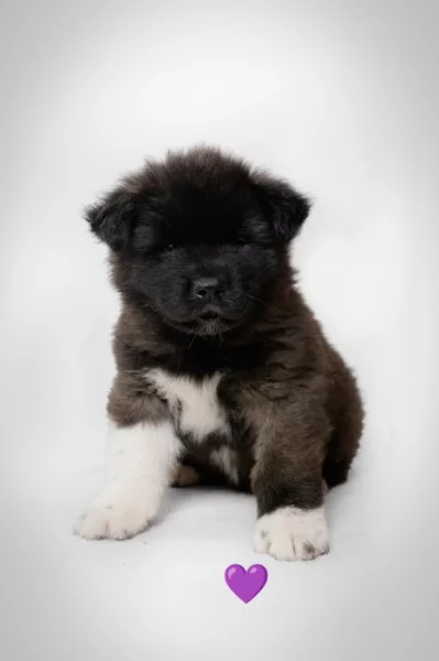 Americká Akita štěně s PP prodám