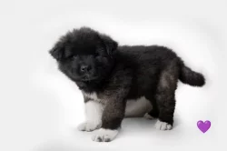 Americká Akita štěně s PP prodám