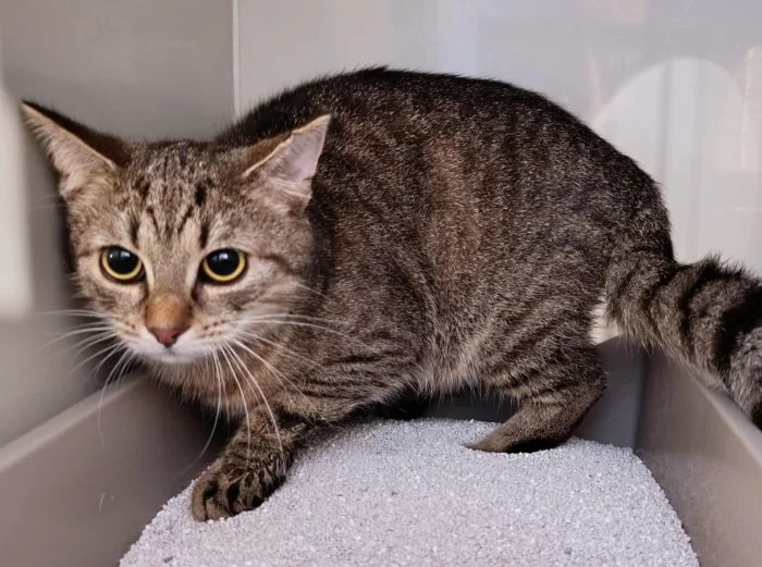 Kočička Koralína hledá nový domov