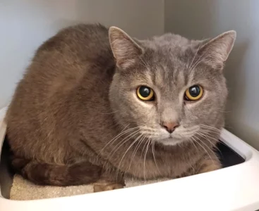 Kocourek Wybie hledá nový domov