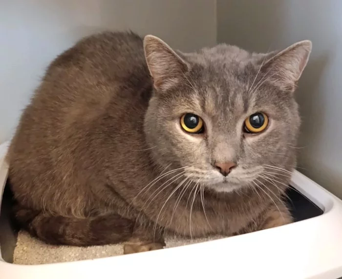 Kocourek Wybie hledá nový domov