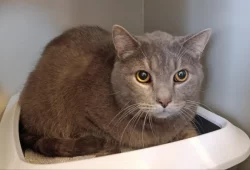 Kocourek Wybie hledá nový domov