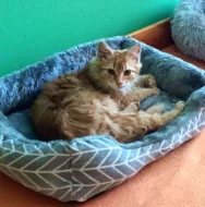 Kocourek Hubert hledá nový domov