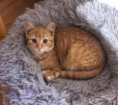 Kocourek Hugo hledá nový domov