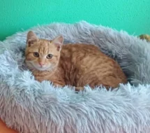 Kocourek Hugo hledá nový domov