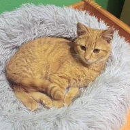 Kocourek Hugo hledá nový domov