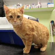 Kocourek Hugo hledá nový domov