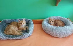 Kocourek Hugo hledá nový domov