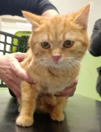 Kocourek Maxík hledá nový domov