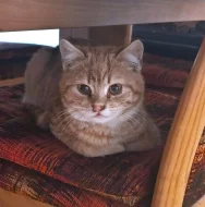 Kocourek Maxík hledá nový domov