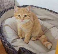 Kocourek Maxík hledá nový domov