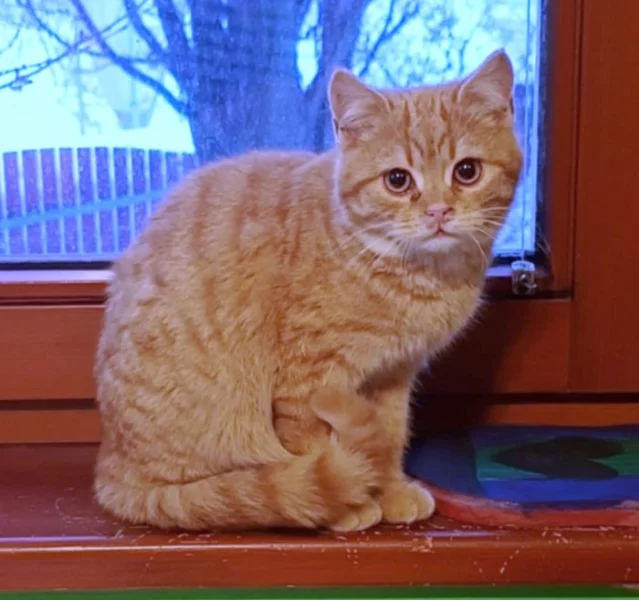 Kocourek Maxík hledá nový domov