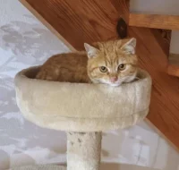 Kocourek Maxík hledá nový domov