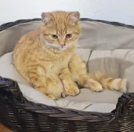 Kocourek Maxík hledá nový domov