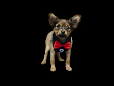 Ruský toy dlouhosrstý ze Cvrčovic - Eros-Odysseus